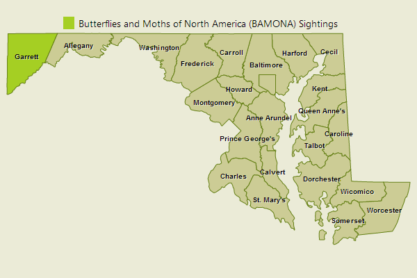 Atlantis Fritillary Sightings