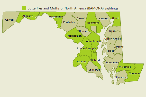 Cobweb Skipper Sightings