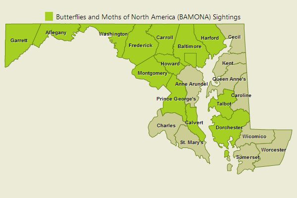 European Skipper Sightings