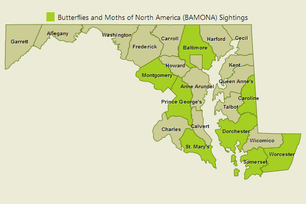 Palamedes Swallowtail Sightings