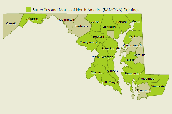 Southern Cloudywing Sightings