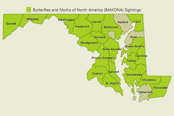 Striped Hairstreak Sightings