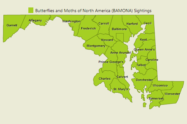 Variegated Fritillary Sightings