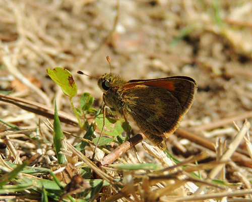 Baracoa Skipper