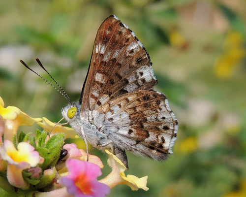 Blue Metalmark