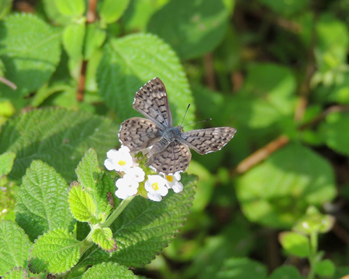 Blue Metalmark