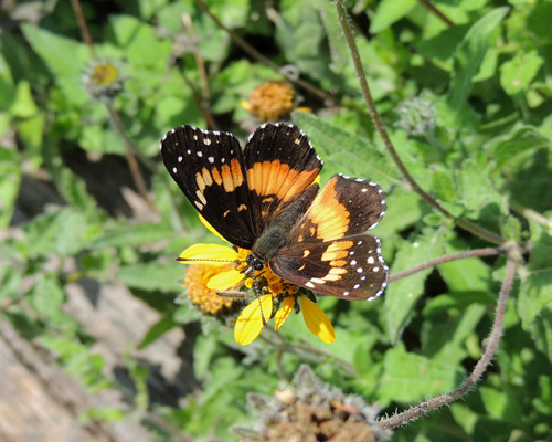 Bordered Patch