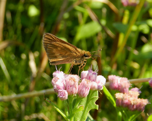 Broad-winged Skipper