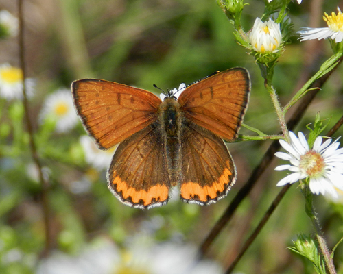 Bronze Copper