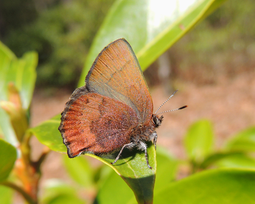 Brown Elfin