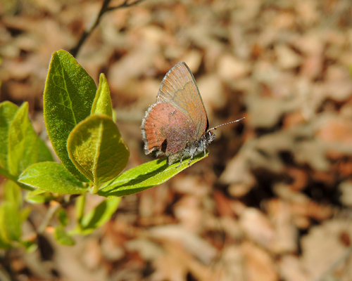 Brown Elfin