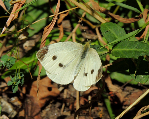 Cabbage White