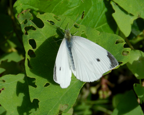 Cabbage White