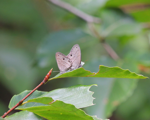 Carolina Satyr