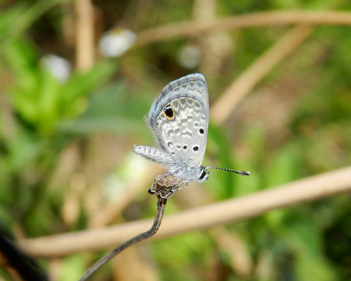 Ceraunus Blue