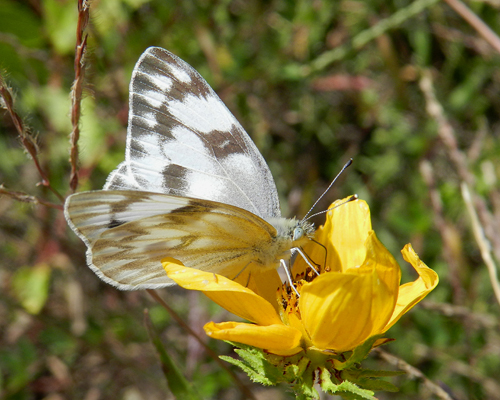 Checkered White