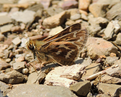 Cobweb Skipper