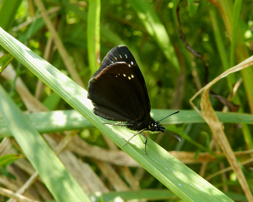 Common Sootywing