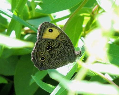 Common Wood Nymph