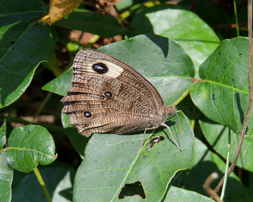 Common Wood Nymph