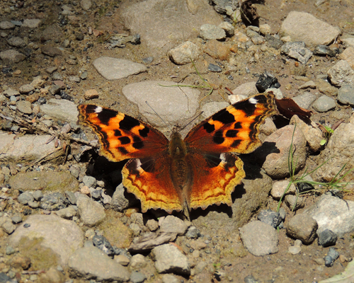 Compton Tortoiseshell