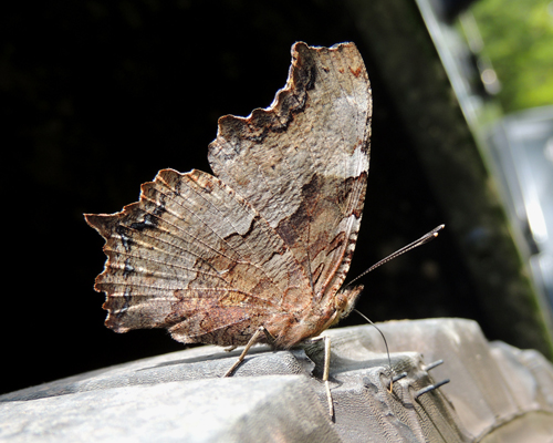 Compton Tortoiseshell