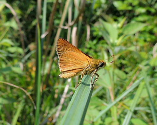 Dion Skipper