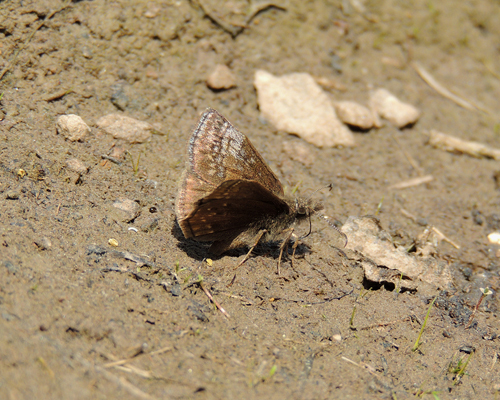 Dreamy Duskywing