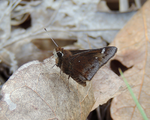 Dusted Skipper