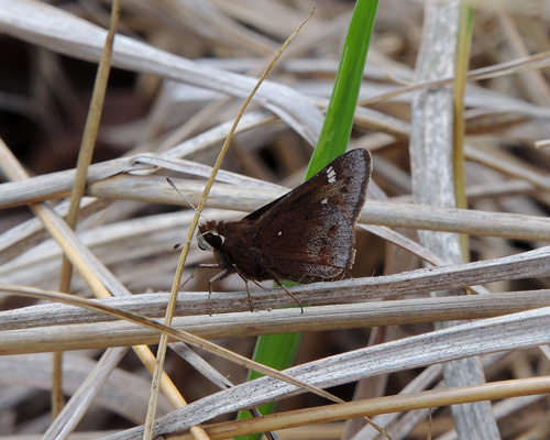 Dusted Skipper