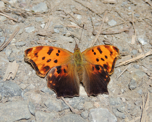 Eastern Comma