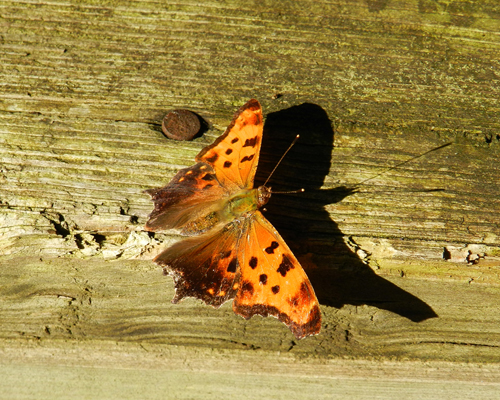 Eastern Comma