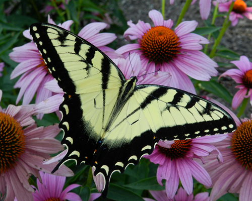 Eastern Tiger Swallowtail