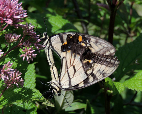 Eastern Tiger Swallowtail