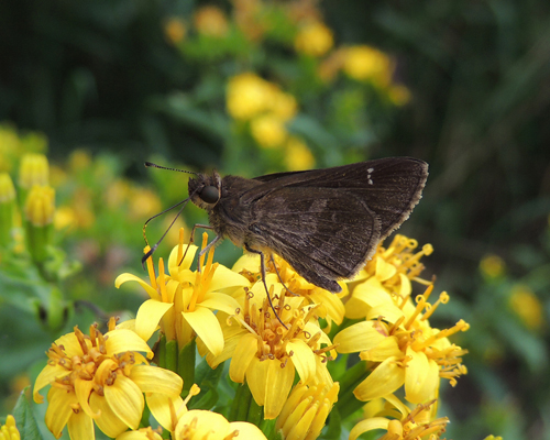 Fawn-spotted Skipper