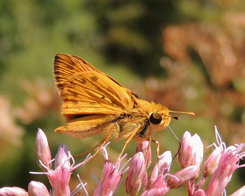 Fiery Skipper