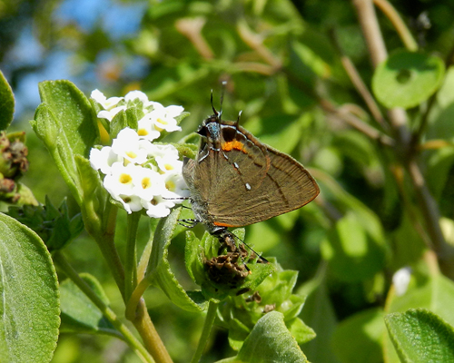 Fulvous Hairstreak