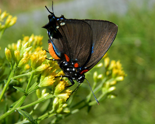 Great Purple Hairstreak