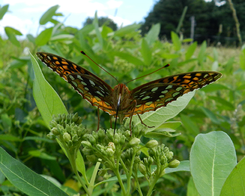 Great Spangled Fritillary