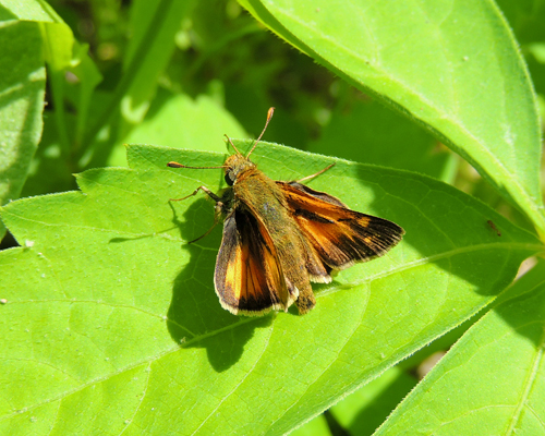 Indian Skipper