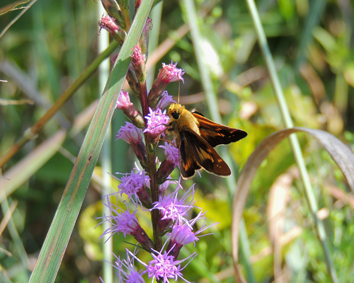 Leonard's Skipper