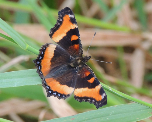 Milbert's Tortoiseshell