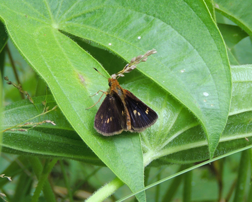 Mulberry Wing