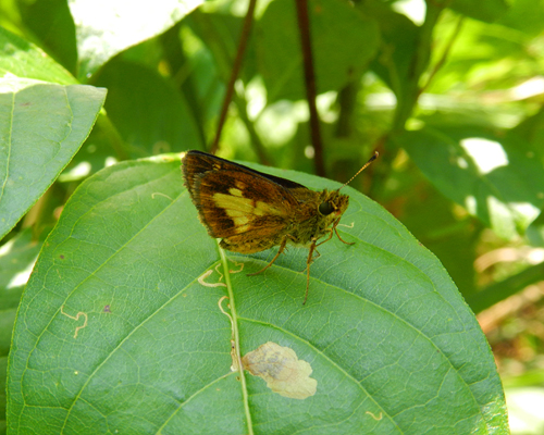 Mulberry Wing