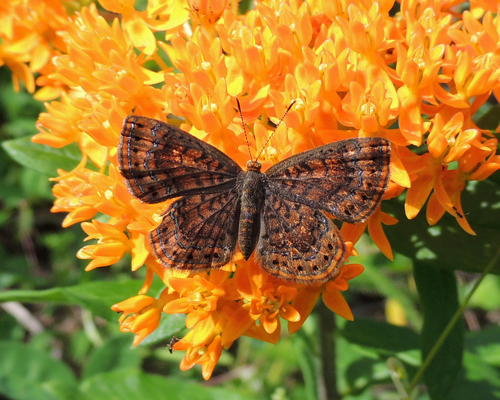 Maryland Butterflies