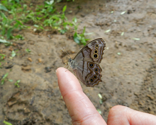 Northern Pearly-eye