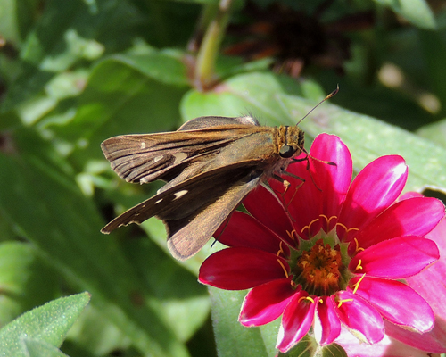 Ocola Skipper