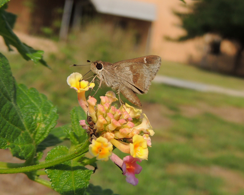 Olive-clouded Skipper