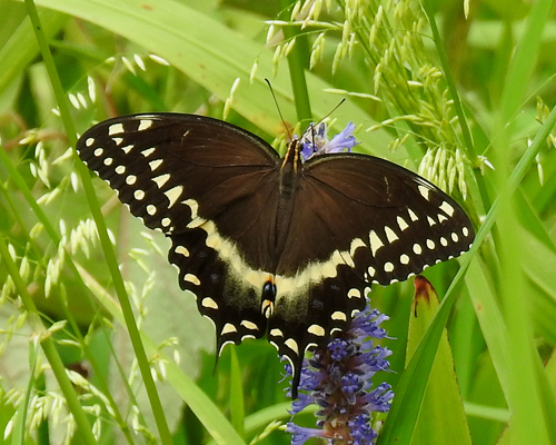 Palamedes Swallowtail