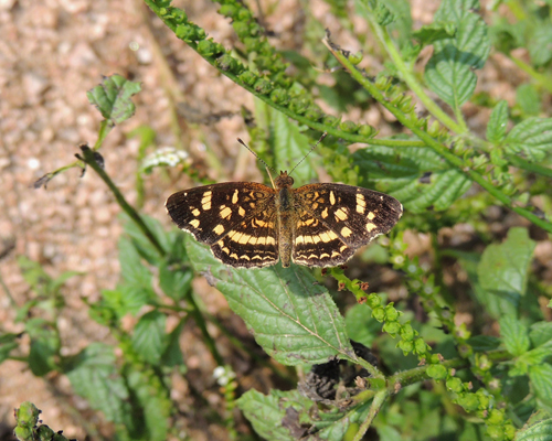 Pale-banded Crescent